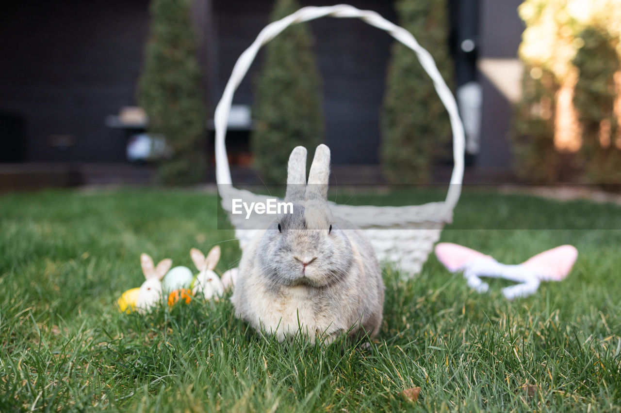 Cute easter bunny on grassy field