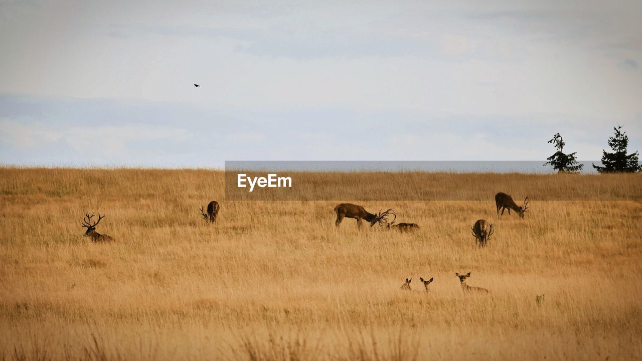 FLOCK OF SHEEP GRAZING IN FIELD
