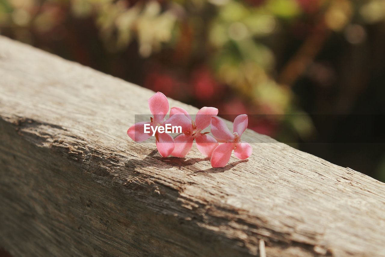 Close-up of pink ixora on wooden railing