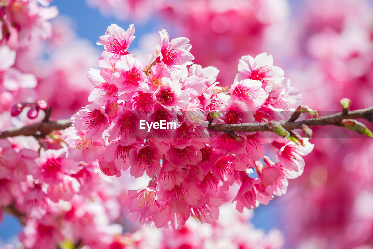 Close-up of pink cherry blossom