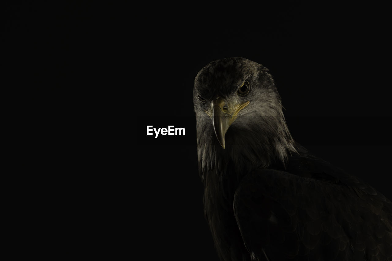 Close-up portrait of bird against black background