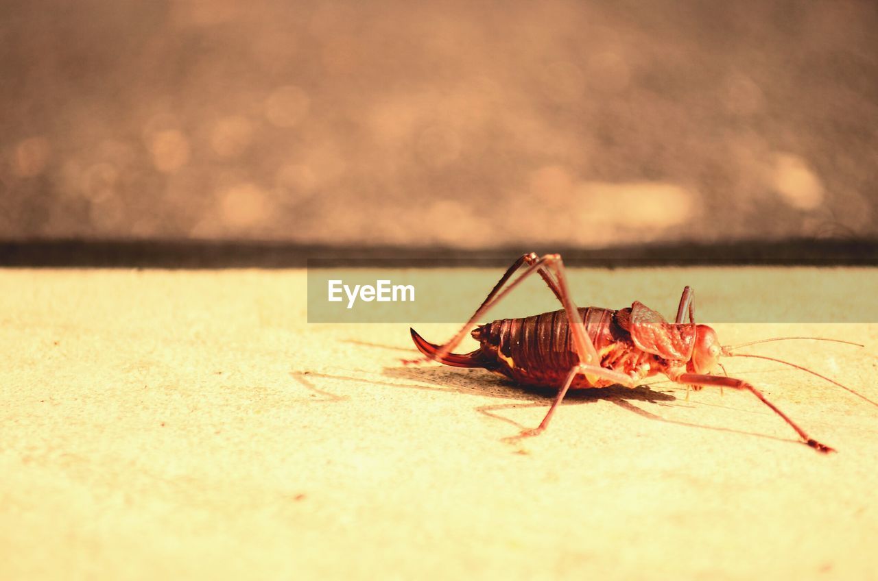 CLOSE-UP OF GRASSHOPPER ON LEAF