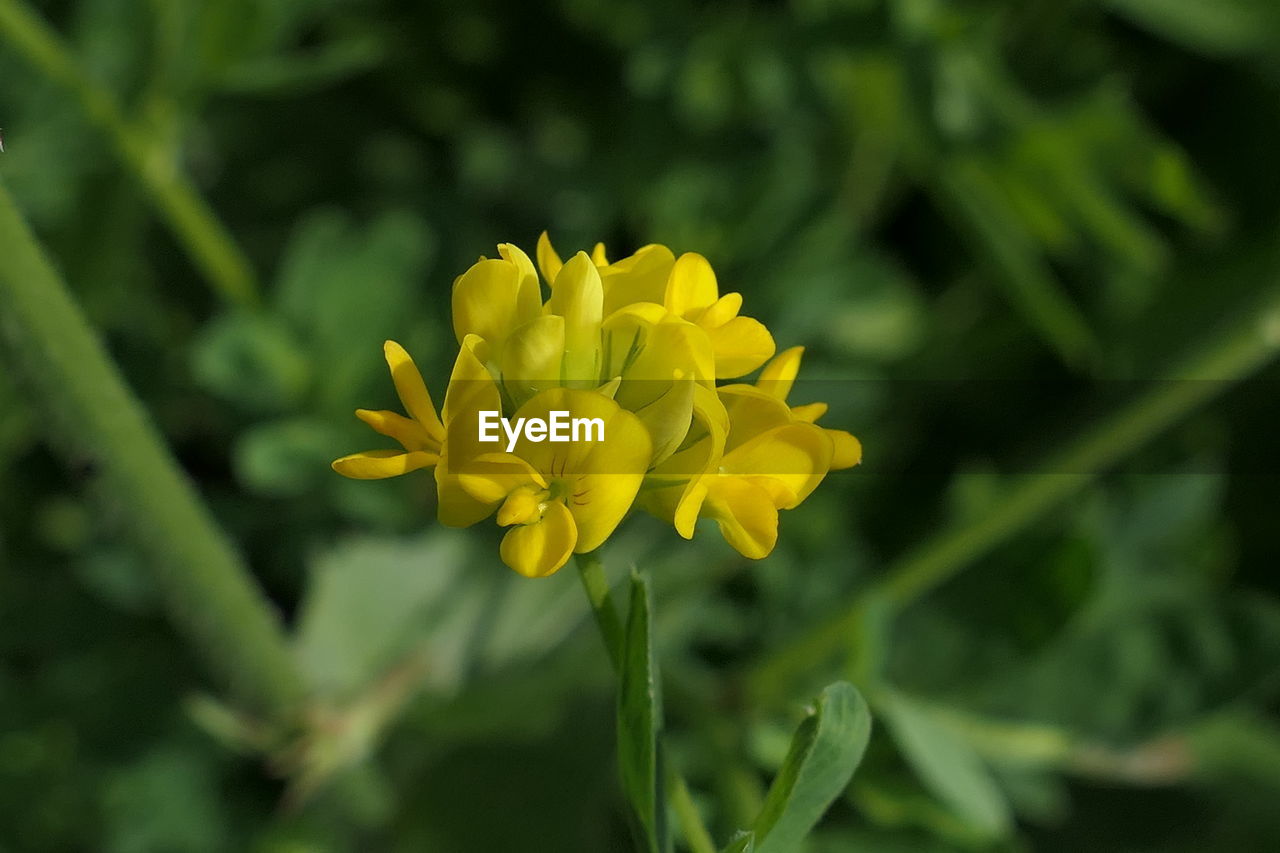 Close-up of yellow flowering plant