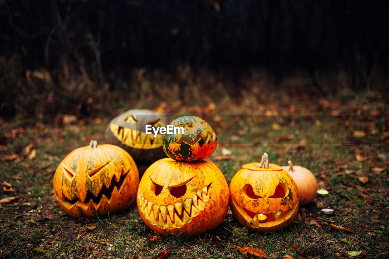 Jack o lanterns on field