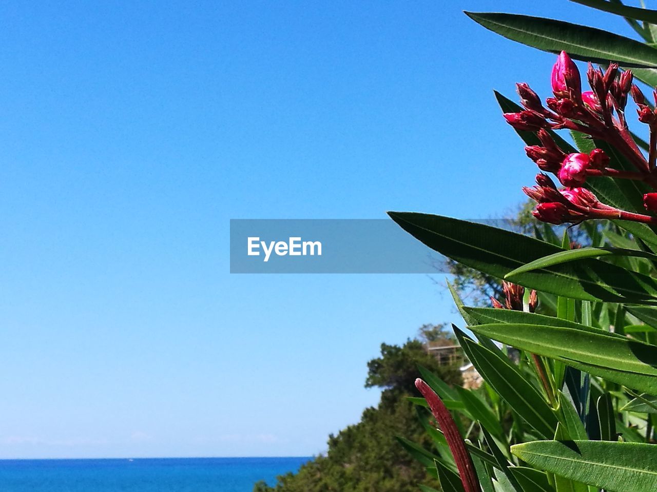 SCENIC VIEW OF BLUE FLOWERING PLANTS AGAINST CLEAR SKY DURING WINTER