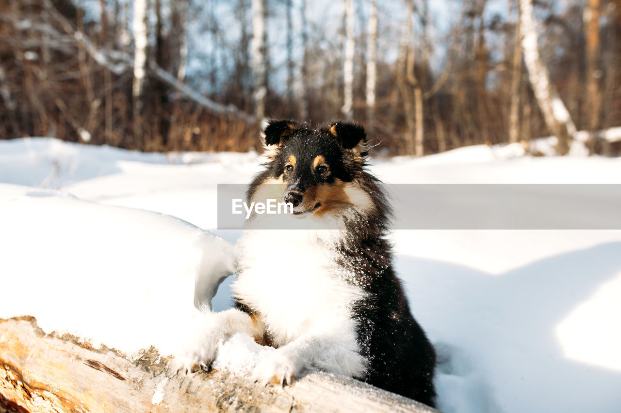 PORTRAIT OF WHITE DOG IN SNOW