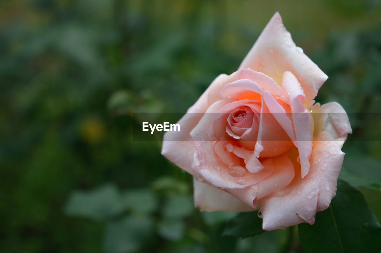 flower, rose, flowering plant, plant, beauty in nature, petal, garden roses, close-up, fragility, flower head, inflorescence, freshness, pink, nature, focus on foreground, macro photography, rose - flower, no people, outdoors, leaf, wet, plant part, water, growth, day, drop