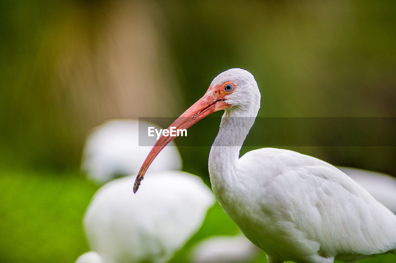 Close-up of bird perching on a plant