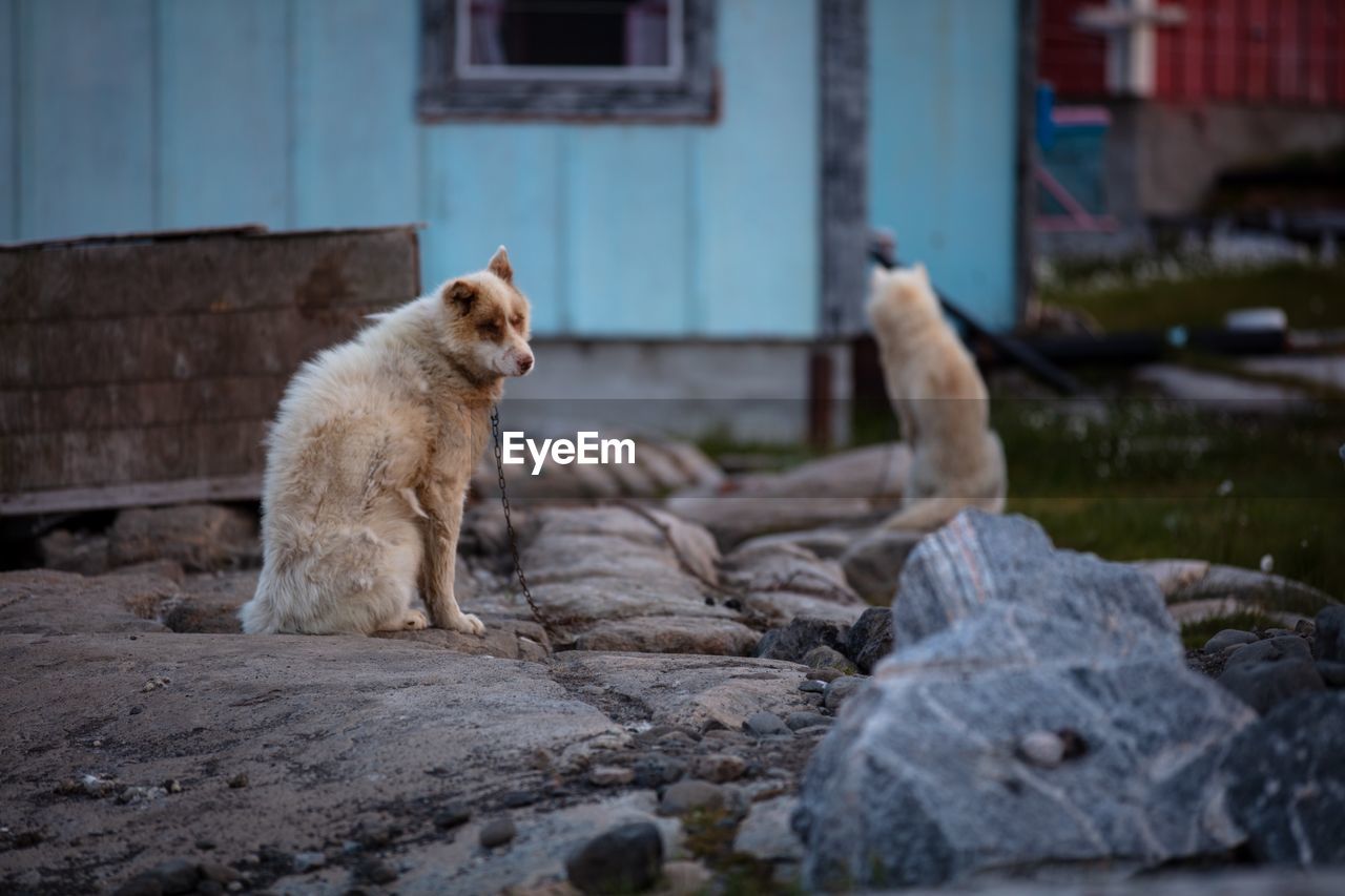 Dogs sitting on rock