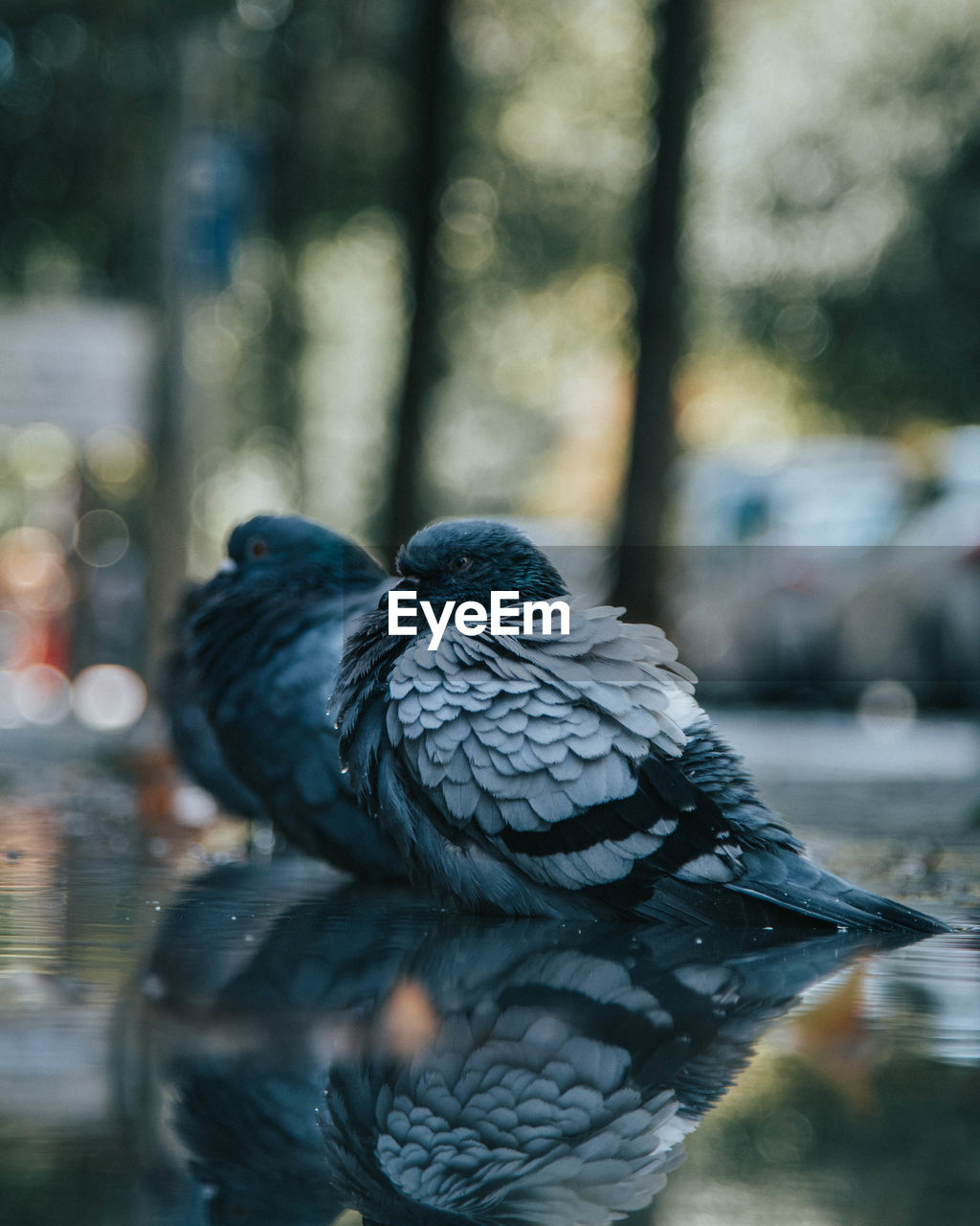 CLOSE-UP OF PIGEON IN A WATER