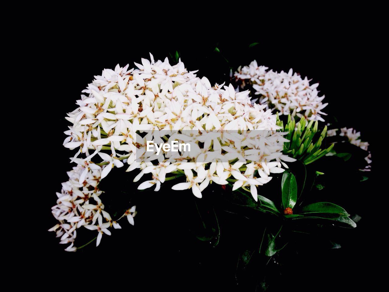 CLOSE-UP OF FLOWERS BLOOMING IN BLACK BACKGROUND