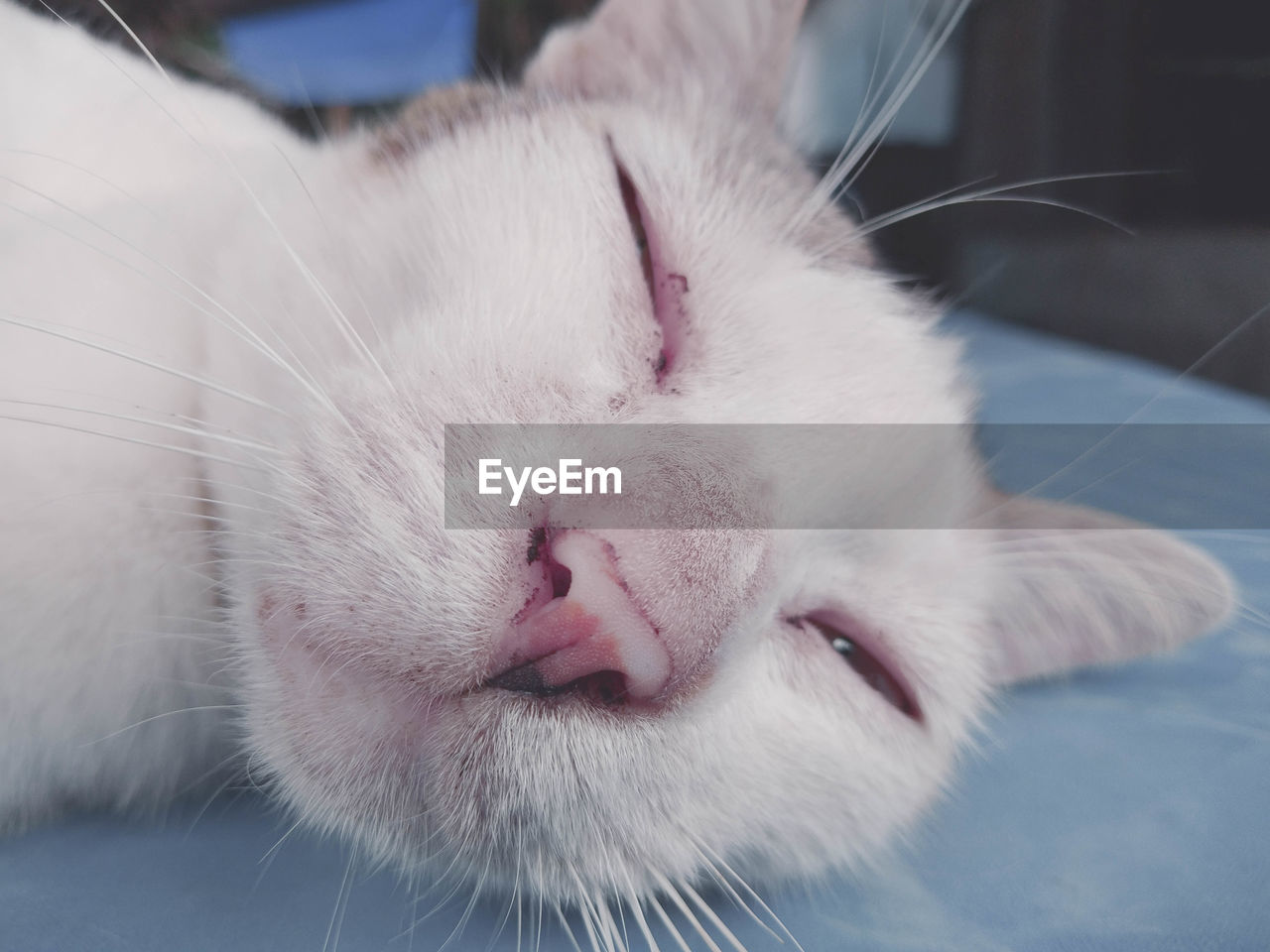 CLOSE-UP OF WHITE CAT
