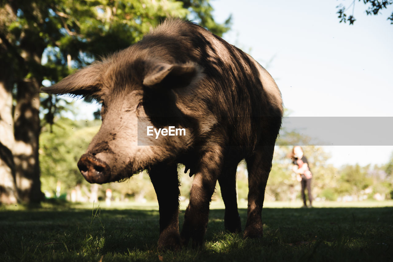 Close-up big pig in a farm