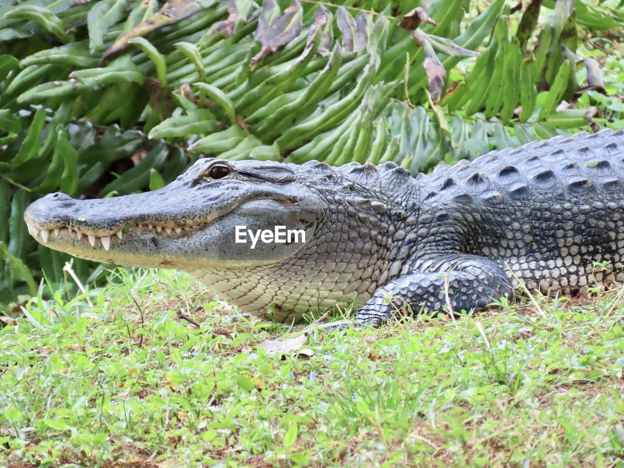 Closeup of an alligator