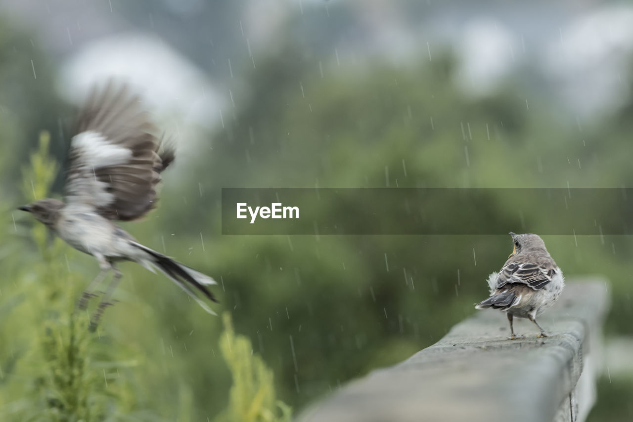 BIRD FLYING OVER BLURRED MOTION