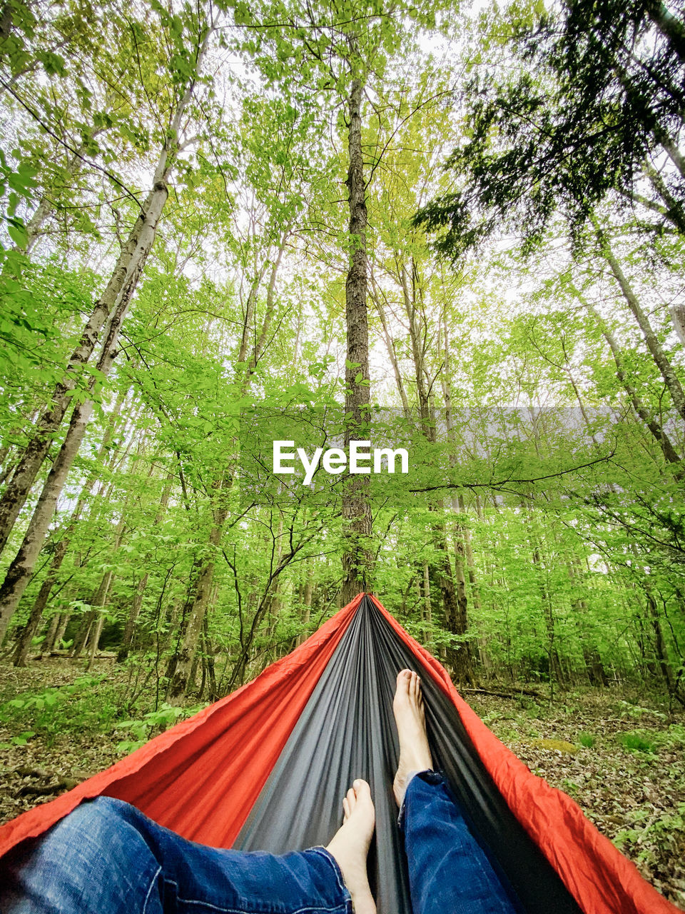 Pov of feet in hammock in a forest surrounded by trees while camping
