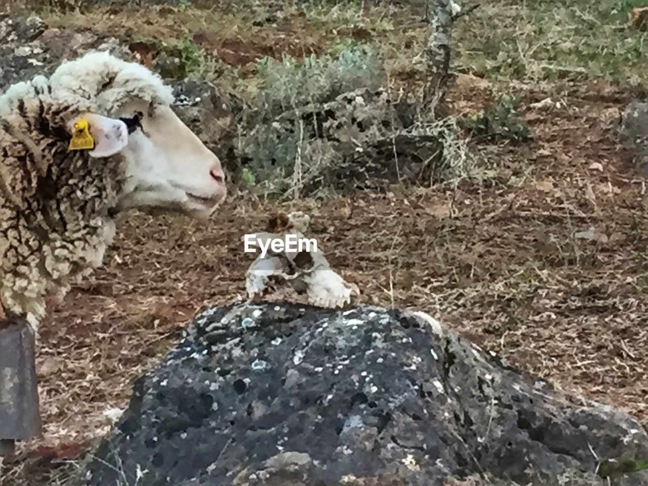 SHEEP IN FIELD