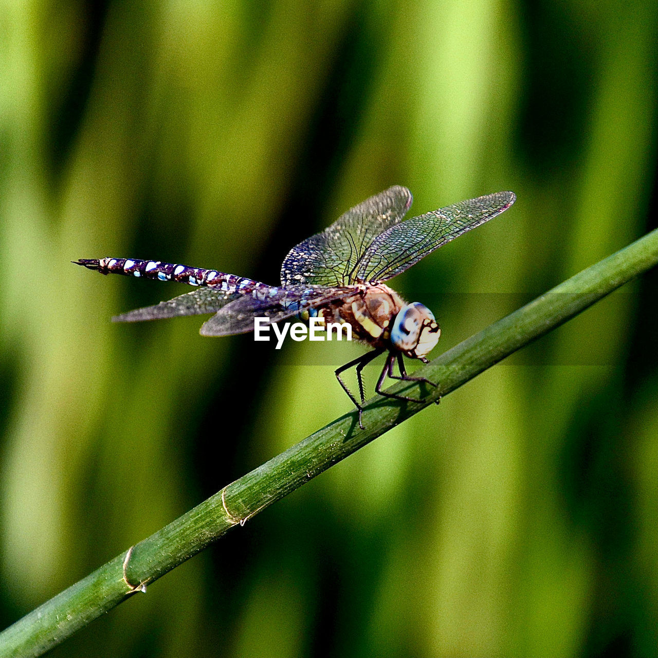 INSECT ON LEAF