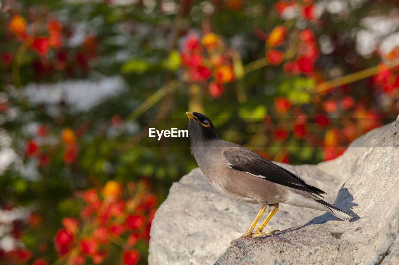 CLOSE-UP OF SPARROW PERCHING ON ROCK