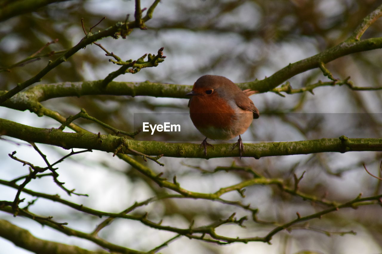 CLOSE-UP OF BIRDS PERCHING ON TREE