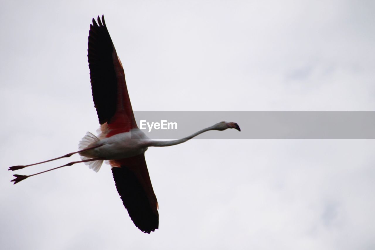 Low angle view of flying flamingo against clear sky