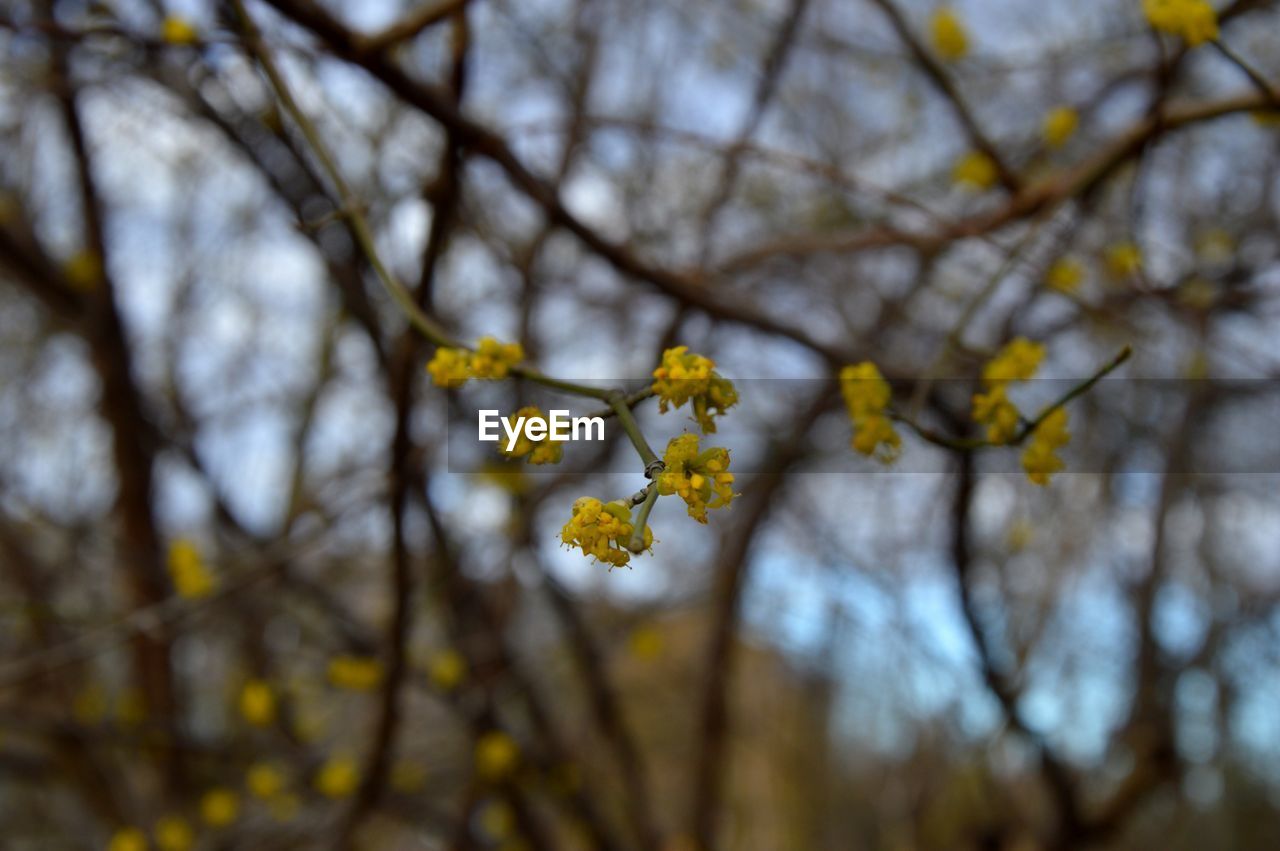 CLOSE-UP OF CHERRY BLOSSOM TREE