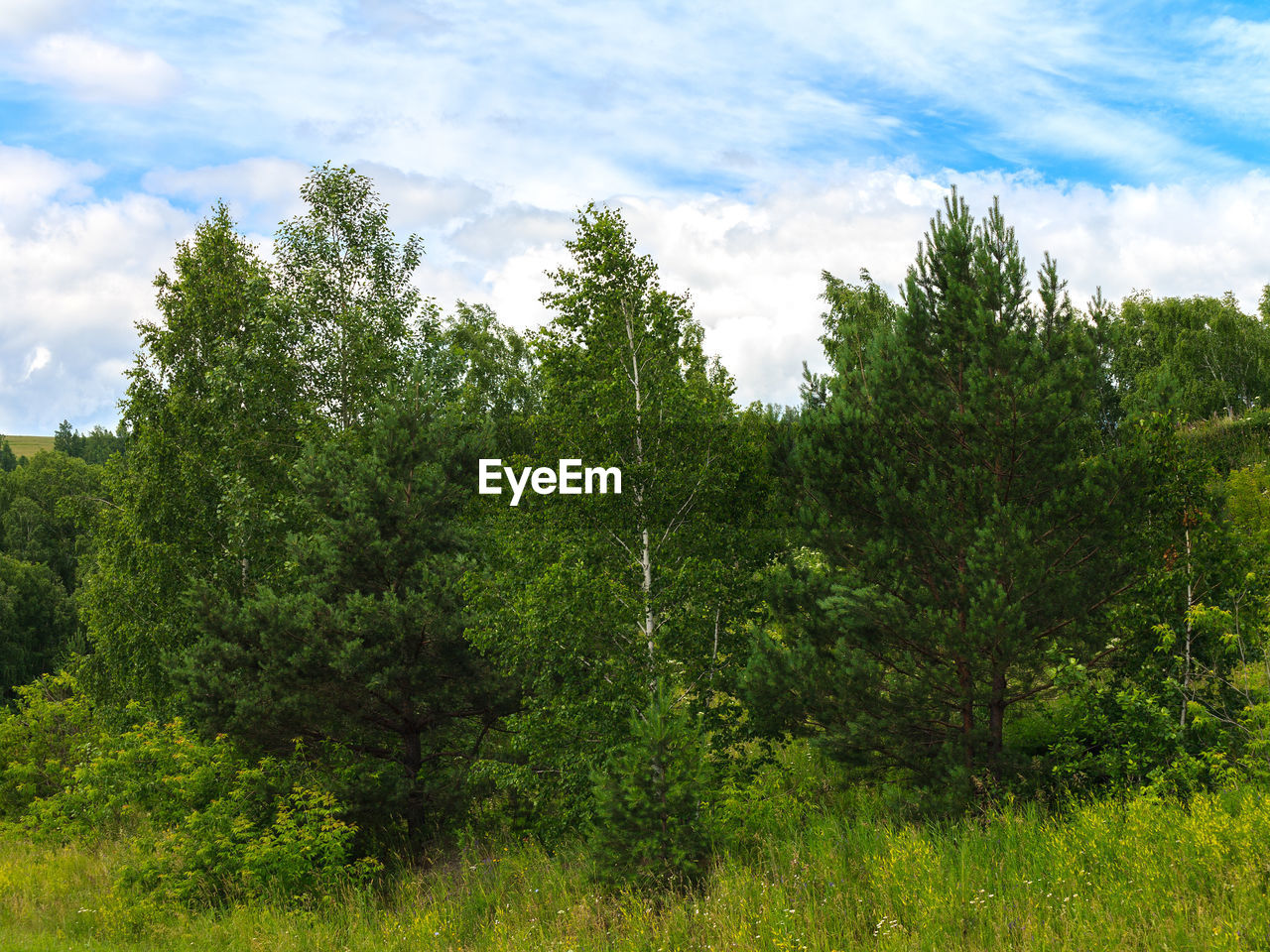 PLANTS GROWING ON LAND