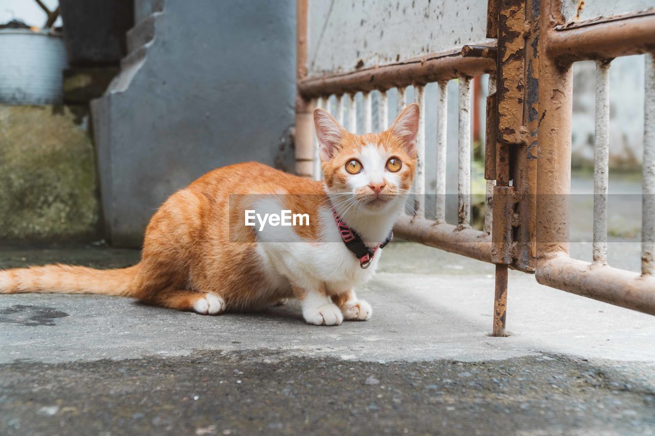 PORTRAIT OF CAT SITTING ON A FLOOR