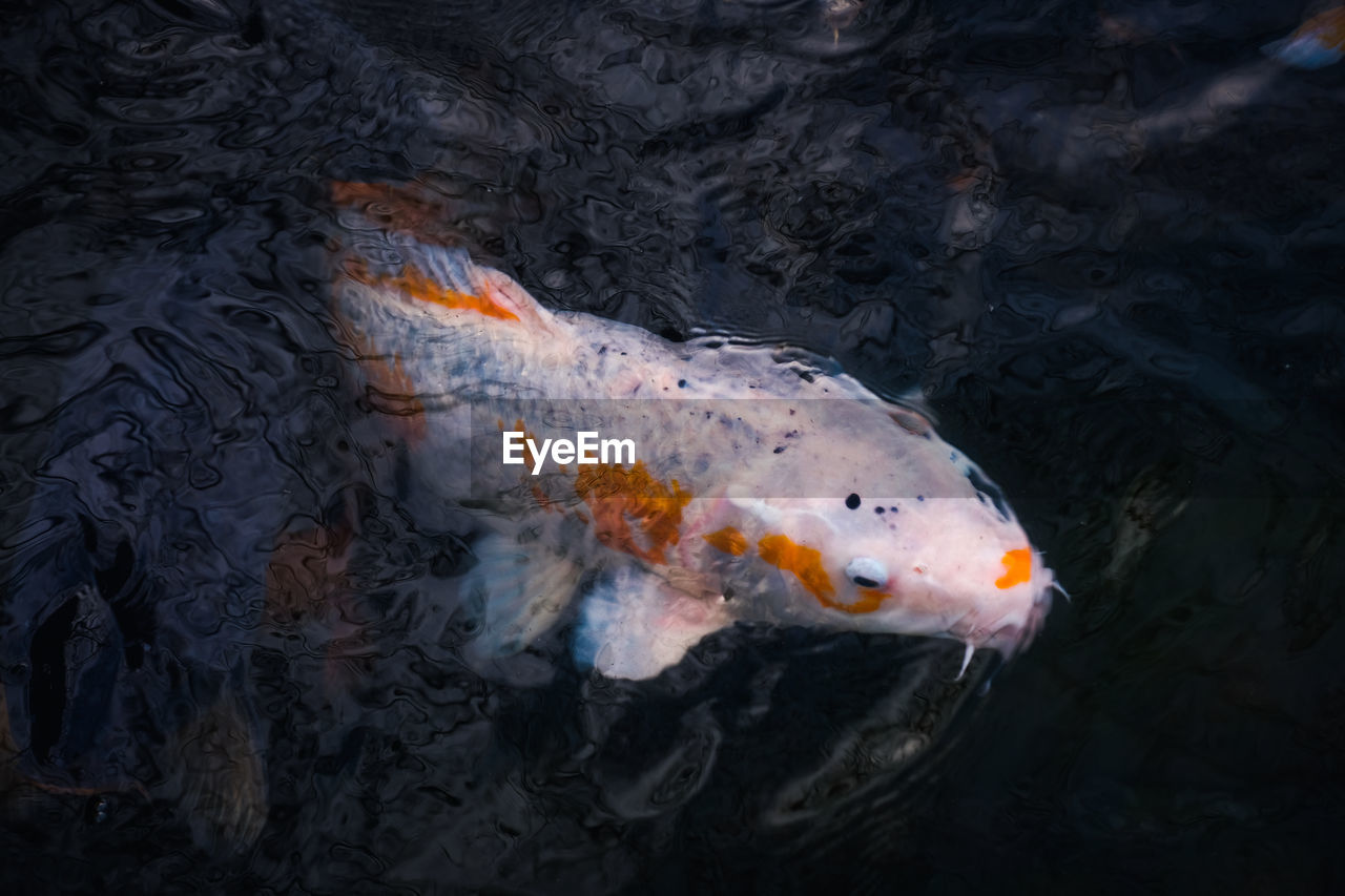 High angle view of fish swimming in sea