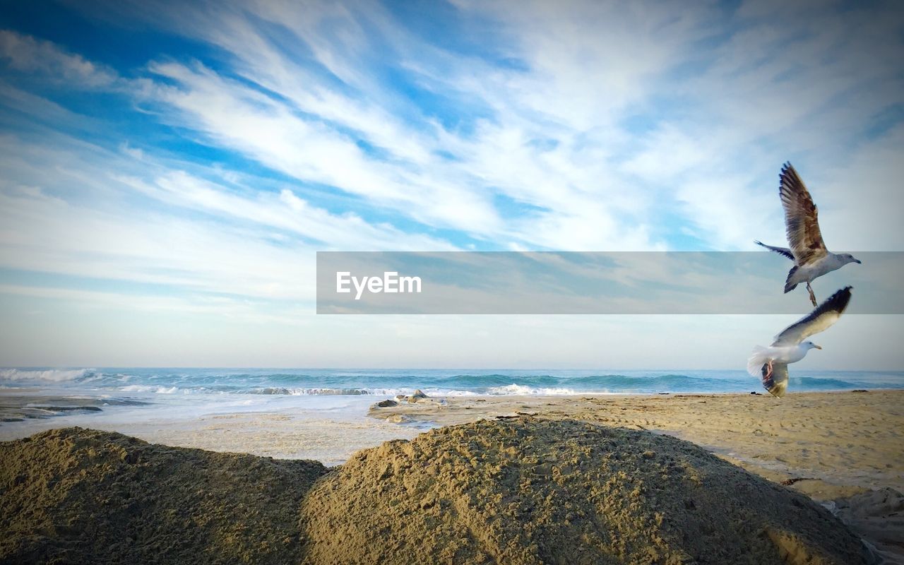 Scenic view of seagulls flying over beach