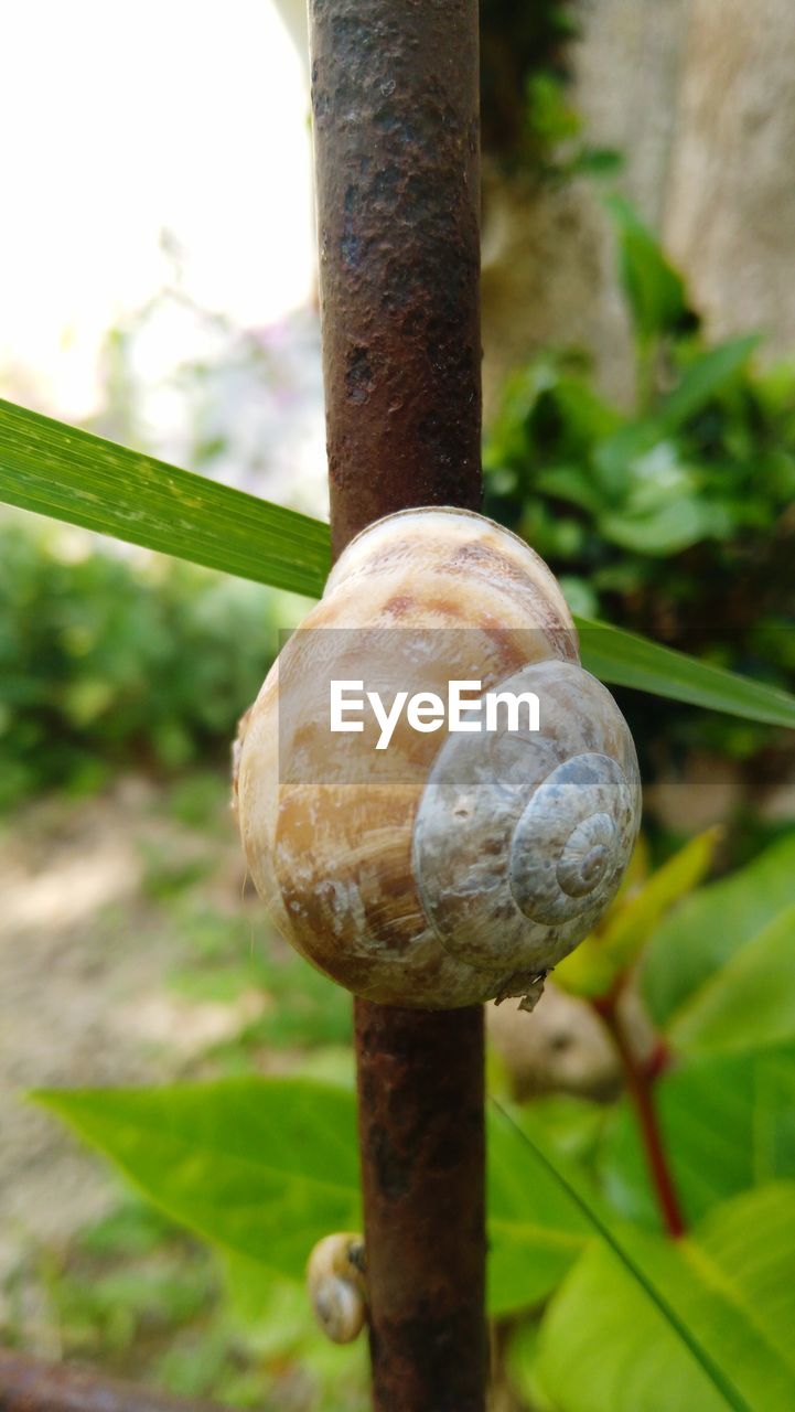 CLOSE-UP OF SNAILS ON TREE TRUNK