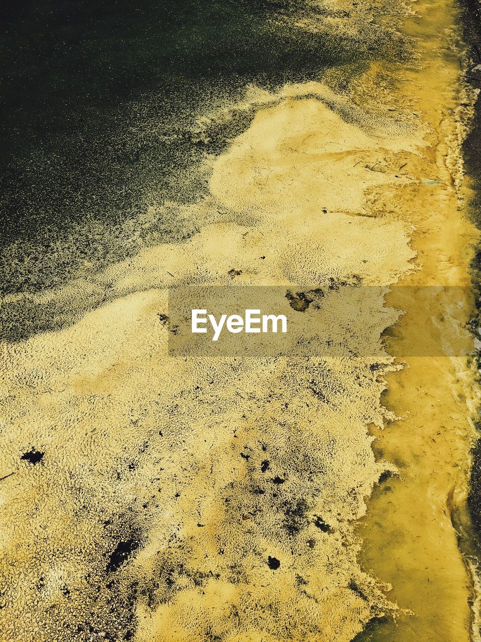 Pine pollen in the sea