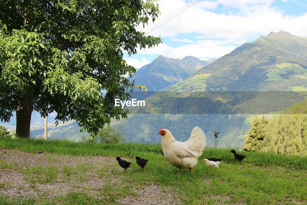 VIEW OF BIRDS ON LANDSCAPE