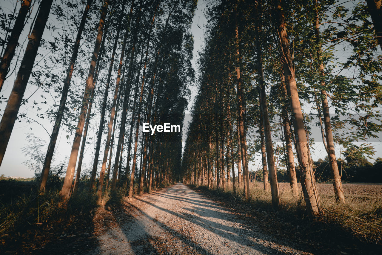 TREES GROWING IN FOREST