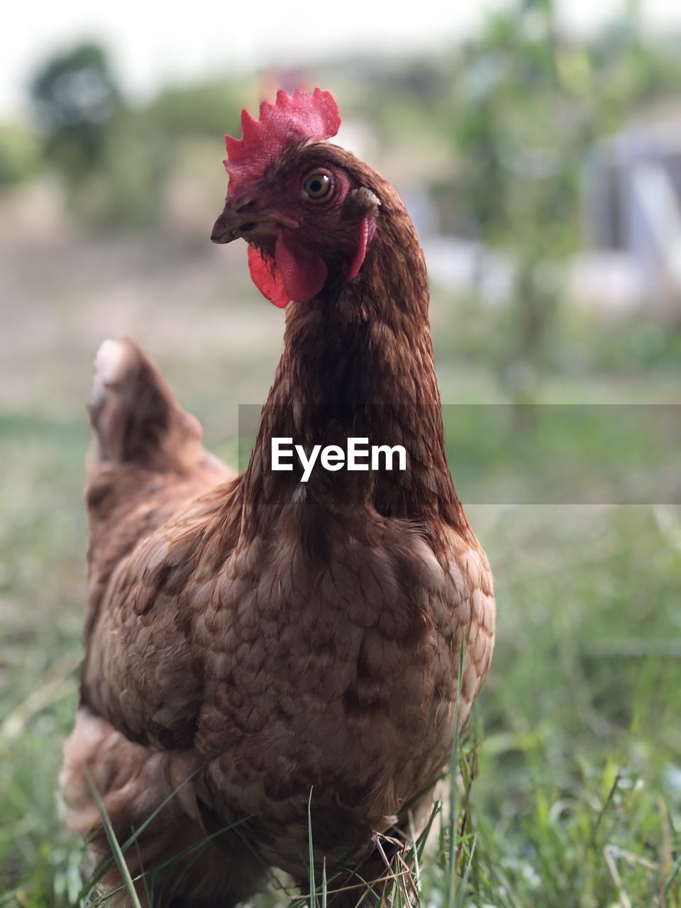 Close-up of a bird on field