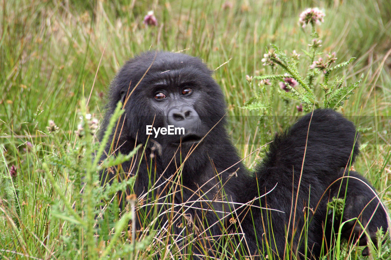 Gorilla female in grass close-up