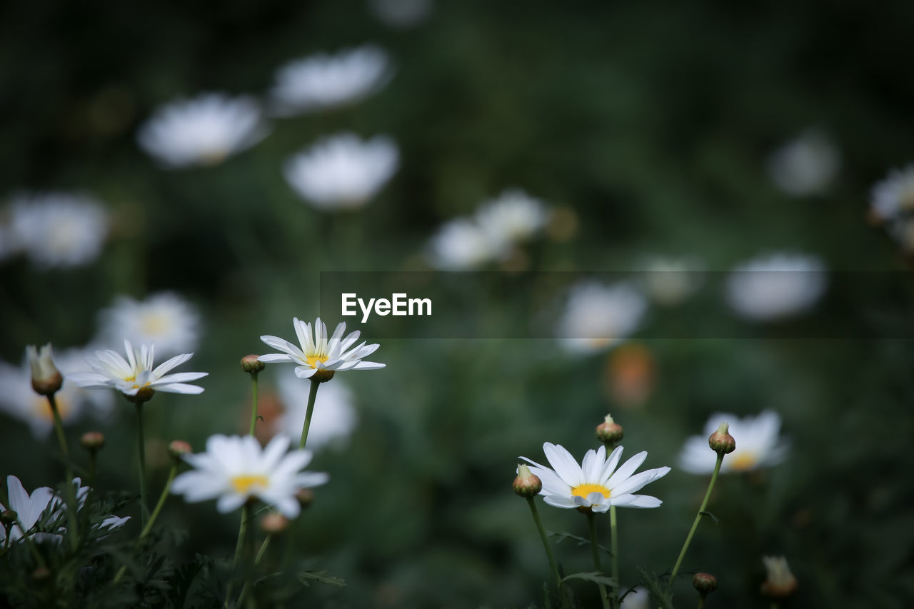 CLOSE-UP OF WHITE FLOWERING PLANT