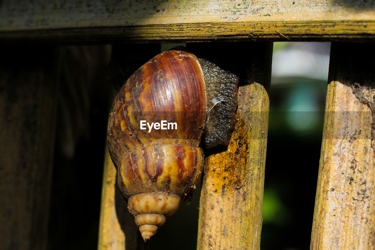 Close-up of snail on wood