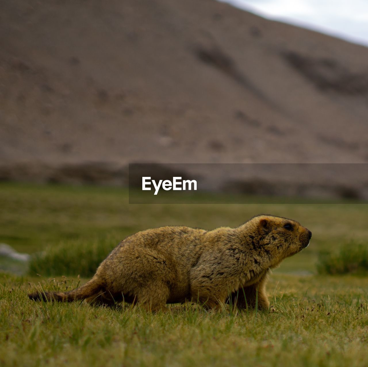 Side view of himalayan marmot on land