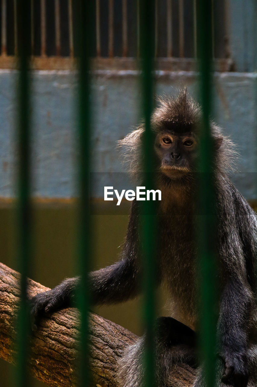 animal themes, animal, primate, animal wildlife, monkey, mammal, one animal, wildlife, animals in captivity, ape, cage, zoo, no people, new world monkey, portrait, nature, outdoors, looking at camera, day, fence