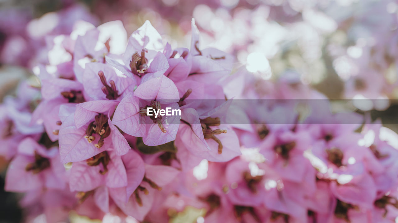 flower, plant, flowering plant, beauty in nature, pink, freshness, fragility, blossom, close-up, nature, springtime, growth, macro photography, petal, spring, selective focus, tree, flower head, branch, no people, lilac, cherry blossom, outdoors, inflorescence, day, focus on foreground, botany, purple