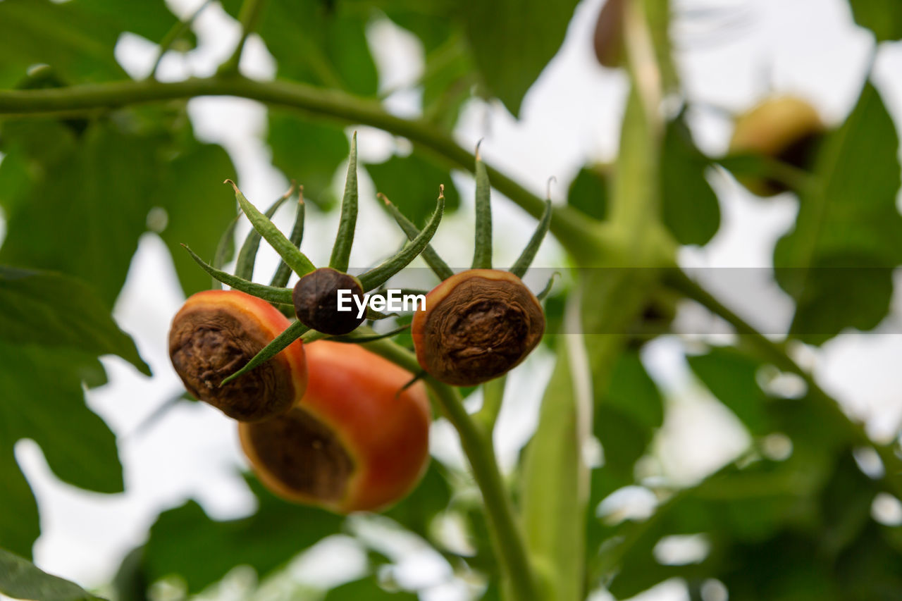 Low angle view of plant