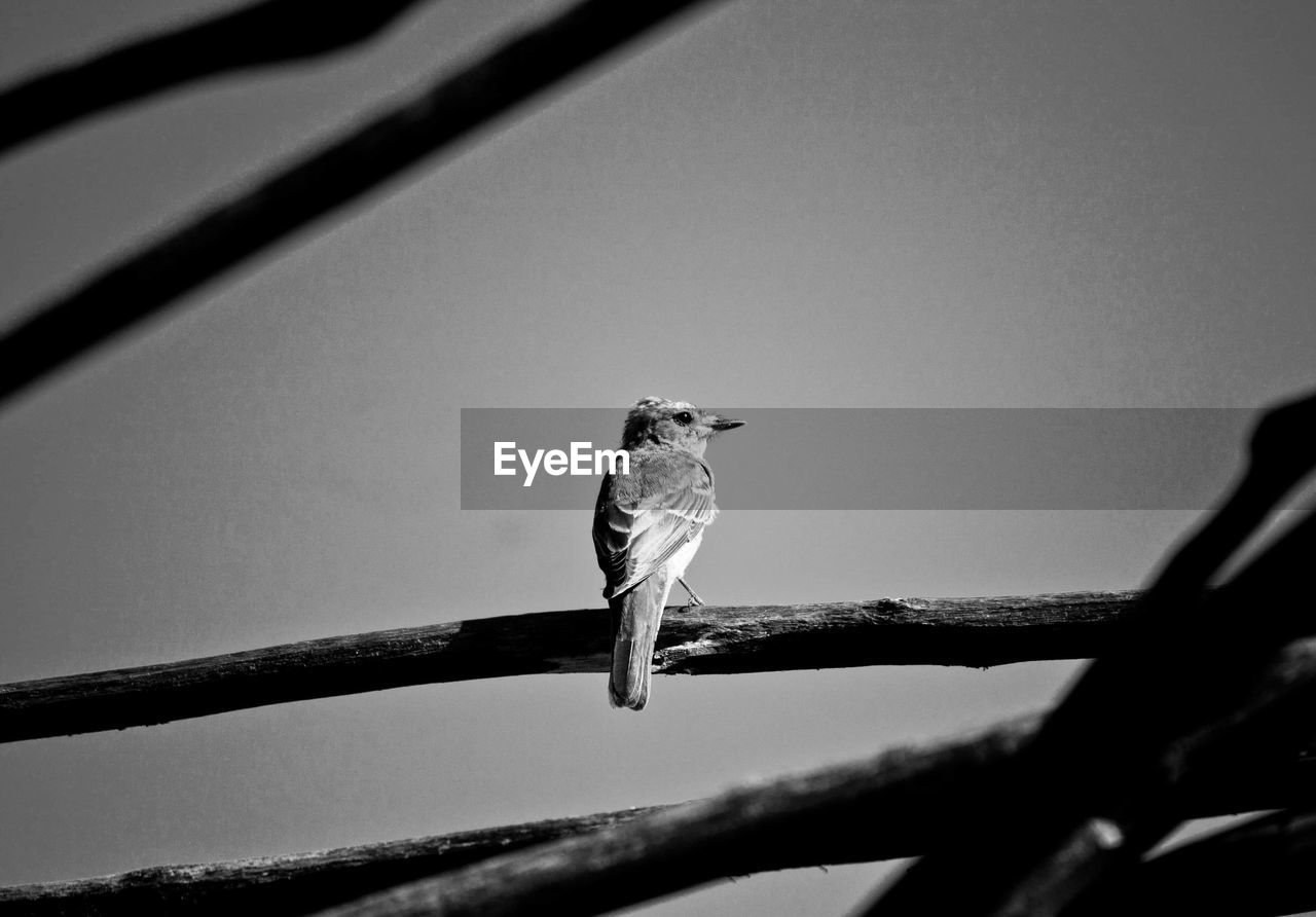 Low angle view of bird perching on branch