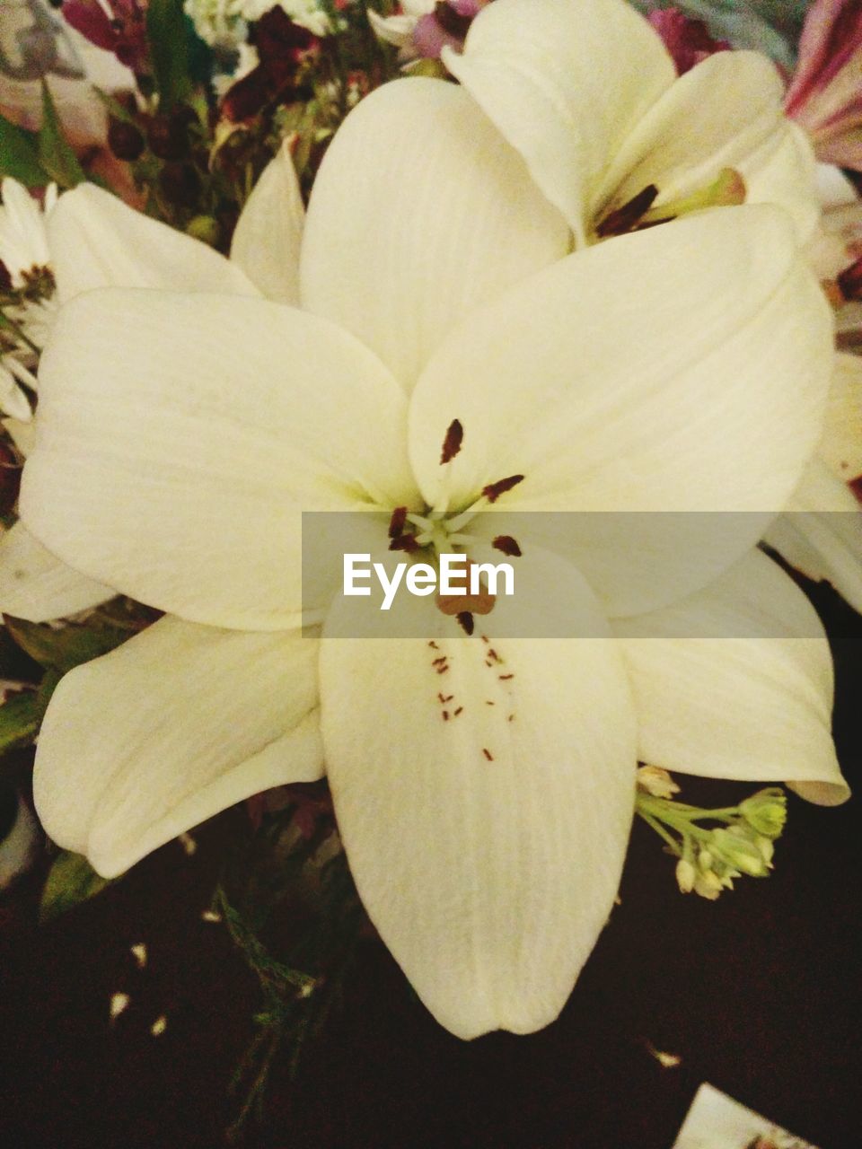 CLOSE-UP OF FLOWER AND LEAVES