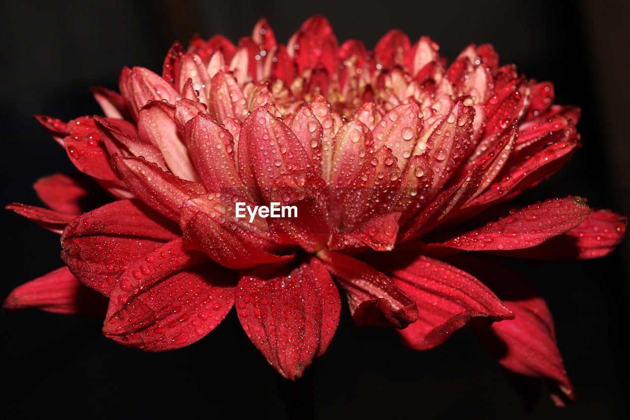 Close-up of wet red rose