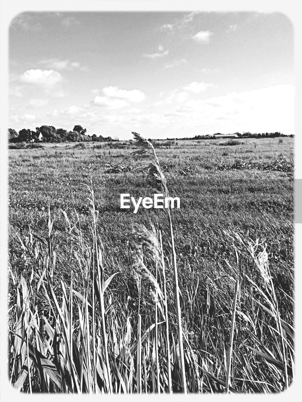 View of crops growing on field against sky