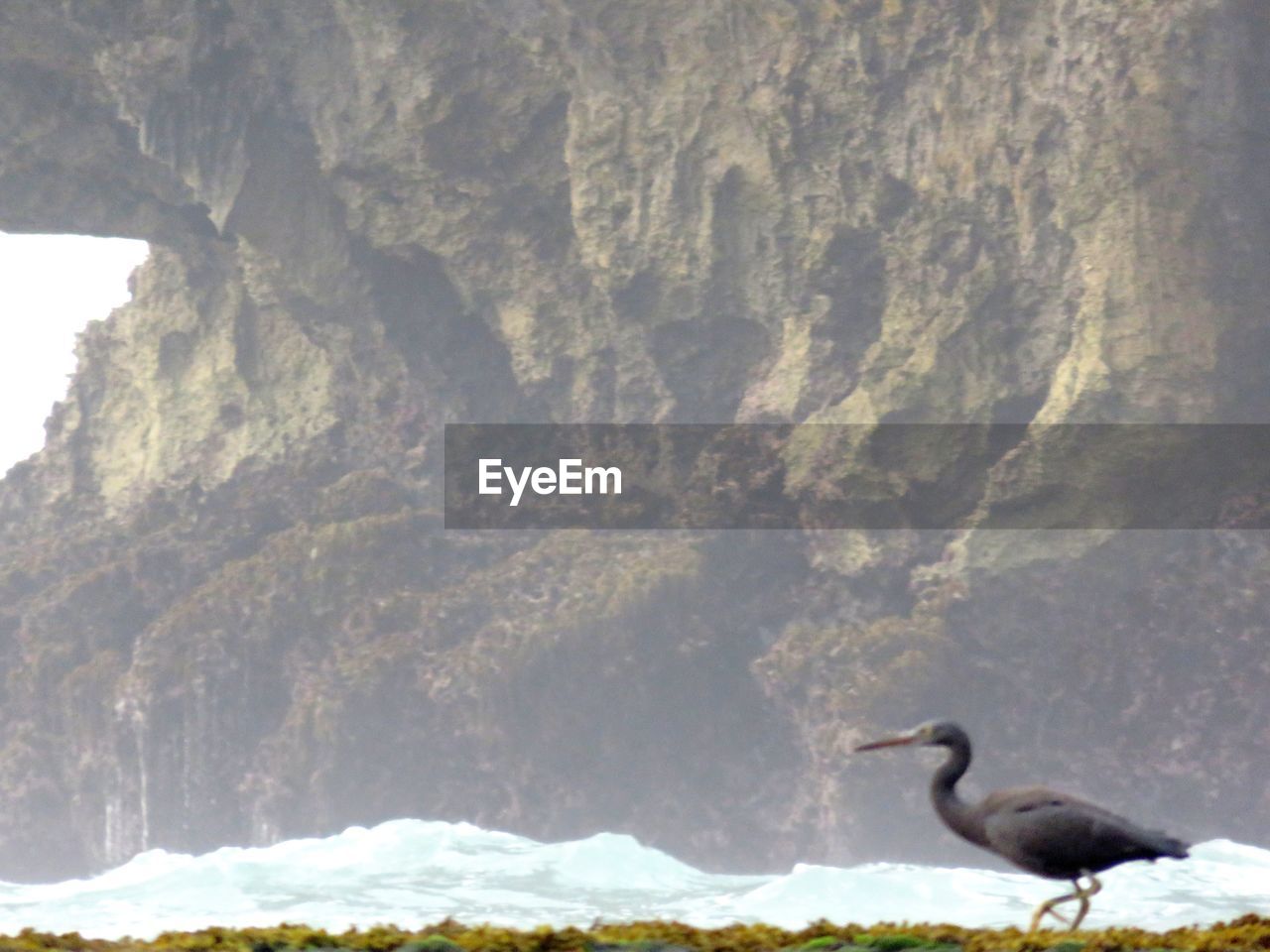 BIRDS ON BEACH