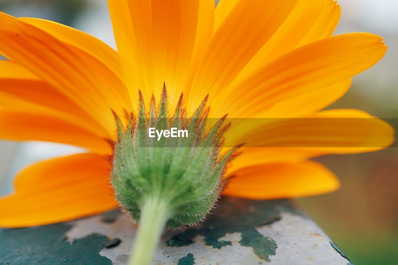 Close-up of orange flower on railing