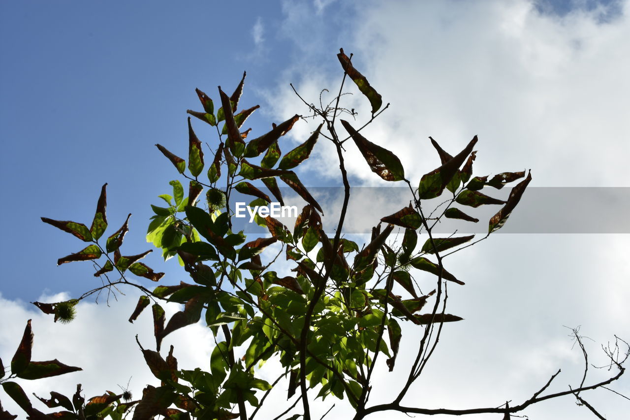 LOW ANGLE VIEW OF FRESH PLANT AGAINST SKY