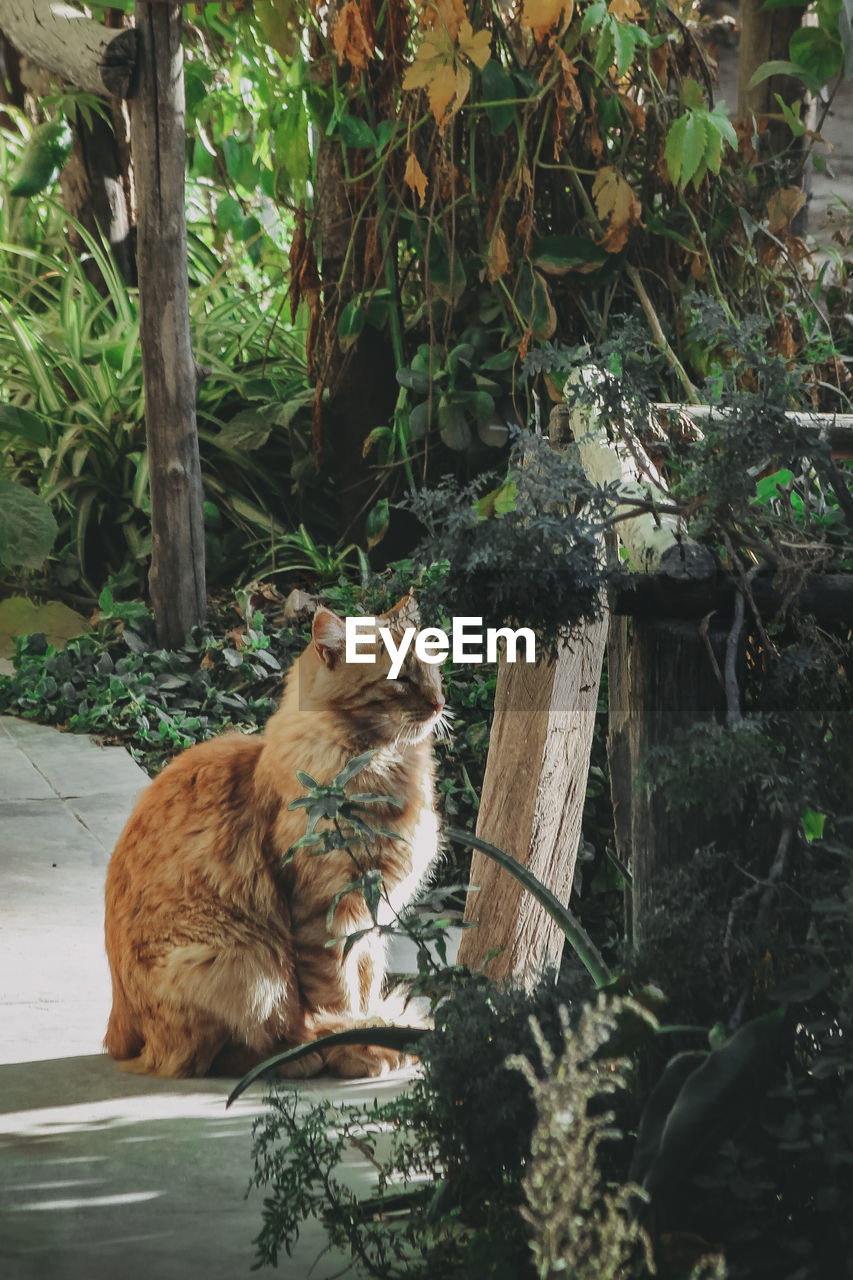 CAT SITTING ON A PLANT